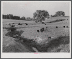 General landscape showing cattle. Halifax County, Virginia