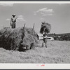 Loading hay on Ward Place, Route 57. Chatham, Pittsylvania County, Virginia