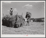 Loading hay on Ward Place, Route 57. Chatham, Pittsylvania County, Virginia