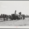 Loading hay on Ward Place, Route 57. Chatham, Pittsylvania County, Virginia
