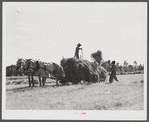 Loading hay on Ward Place, Route 57. Chatham, Pittsylvania County, Virginia
