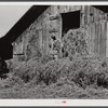 Loading hay into barn on tobacco farm of A.B. Douglas. Blairs, Virginia, Pittsylvania County