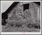 Loading hay into barn on tobacco farm of A.B. Douglas. Blairs, Virginia, Pittsylvania County