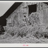 Loading hay into barn on tobacco farm of A.B. Douglas. Blairs, Virginia, Pittsylvania County