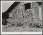 Loading hay into barn on tobacco farm of A.B. Douglas. Blairs, Virginia, Pittsylvania County