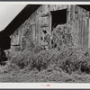 Loading hay into barn on tobacco farm of A.B. Douglas. Blairs, Virginia, Pittsylvania County