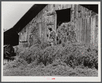 Loading hay into barn on tobacco farm of A.B. Douglas. Blairs, Virginia, Pittsylvania County