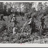 Black sharecropper and two wage hands shucking corn for the landlord, a white woman. On road to Cedar Grove, west of Highway 14. Orange County, North Carolina. See general notes on sub-region, September 28, 1939, number two