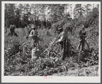 Black sharecropper and two wage hands shucking corn for the landlord, a white woman. On road to Cedar Grove, west of Highway 14. Orange County, North Carolina. See general notes on sub-region, September 28, 1939, number two