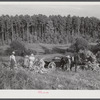 Tenants shucking corn in field. Person County, North Carolina