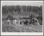 Tenants shucking corn in field. Person County, North Carolina