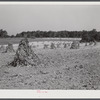 General fall farm landscape showing, with whole shocks of cornstalks. Between Cedar Grove and Carr, Orange County, North Carolina. See general notes on subregion. September 28, 1939. Number three