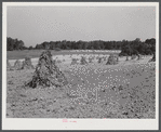General fall farm landscape showing, with whole shocks of cornstalks. Between Cedar Grove and Carr, Orange County, North Carolina. See general notes on subregion. September 28, 1939. Number three