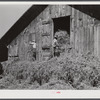 Loading hay into barn on tobacco farm of A.B. Douglas. Blairs, Virginia. Pittsylvania County