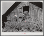 Loading hay into barn on tobacco farm of A.B. Douglas. Blairs, Virginia. Pittsylvania County