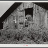 Loading hay into barn on tobacco farm of A.B. Douglas. Blairs, Virginia. Pittsylvania County