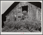 Loading hay into barn on tobacco farm of A.B. Douglas. Blairs, Virginia. Pittsylvania County
