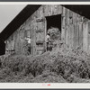 Loading hay into barn on tobacco farm of A.B. Douglas. Blairs, Virginia. Pittsylvania County