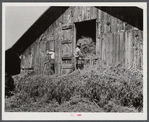 Loading hay into barn on tobacco farm of A.B. Douglas. Blairs, Virginia. Pittsylvania County