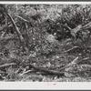 Waste wood. Note large size which would make good firewood. Left on site of small abandoned sawmill, recently moved between Antioch Church and Highway 54. Southern part of Orange County, North Carolina. See general caption notes on subregion