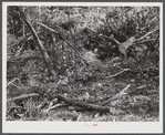 Waste wood. Note large size which would make good firewood. Left on site of small abandoned sawmill, recently moved between Antioch Church and Highway 54. Southern part of Orange County, North Carolina. See general caption notes on subregion