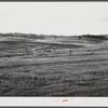 Terraced pastures, three small farms treated as unit for the purpose. Owners are Linnie Bailey, his son and son-in-law (Mr. Mann). Route 93, about four and a half miles south of Graham, Alamance County, North Carolina. See general notes on subregion,