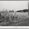 Corn field showing topped and untopped cornstallks. About six miles north of Hillsboro on Highway 14, Orange County, North Carolina. See general notes on subregion. September 28, 1939. Number one