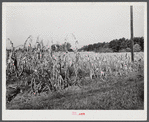 Corn field showing topped and untopped cornstallks. About six miles north of Hillsboro on Highway 14, Orange County, North Carolina. See general notes on subregion. September 28, 1939. Number one