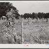 Field of corn shocks, belonging to Robert Hughes, rural mail carrier, west of Highway 14 on road to Cedar Grove. Orange County, North Carolina. See general notes on subregion, September 28, 1939. Number two