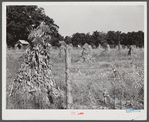 Field of corn shocks, belonging to Robert Hughes, rural mail carrier, west of Highway 14 on road to Cedar Grove. Orange County, North Carolina. See general notes on subregion, September 28, 1939. Number two