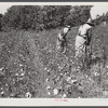 Black sharecropper, Will Cole and his son picking cotton. The owner is Mrs. Rigsby, a white woman. About five miles below Chapel Hill, going south on Highway 15, toward Bynum in Chatham County, North Carolina. Address: Route 3, Chapel Hill