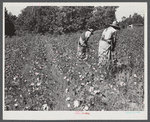 Black sharecropper, Will Cole and his son picking cotton. The owner is Mrs. Rigsby, a white woman. About five miles below Chapel Hill, going south on Highway 15, toward Bynum in Chatham County, North Carolina. Address: Route 3, Chapel Hill