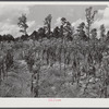 Naked tobacco stalks with blooms on top after last priming. Chatham County, North Carolina