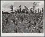 Naked tobacco stalks with blooms on top after last priming. Chatham County, North Carolina