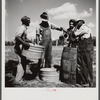 A portable cane mill (the owner gets every sixth gallon for making the sorghum syrup). This is on the property of an owner, Wes Chris, a tobacco farm of about 165 acres in a prosperous settlement near Carr, Orange County, North Carolina