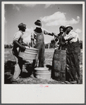 A portable cane mill (the owner gets every sixth gallon for making the sorghum syrup). This is on the property of an owner, Wes Chris, a tobacco farm of about 165 acres in a prosperous settlement near Carr, Orange County, North Carolina