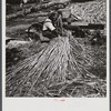 Feeding the sorghum cane into the mill to make syrup on property of Wes Chris, a tobacco farm of about 165 acres in a prosperous Black settlement near Carr, Orange County, North Carolina