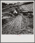 Feeding the sorghum cane into the mill to make syrup on property of Wes Chris, a tobacco farm of about 165 acres in a prosperous Black settlement near Carr, Orange County, North Carolina