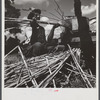 Feeding the sorghum cane into mill to make syrup on property of Wes Chris, a tobacco farm of about 165 acres in a prosperous Black settlement near Carr, Orange County, North Carolina