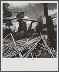 Feeding the sorghum cane into mill to make syrup on property of Wes Chris, a tobacco farm of about 165 acres in a prosperous Black settlement near Carr, Orange County, North Carolina