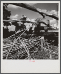 Feeding the sorghum cane into the mill to make syrup on property of Wes Chris, a tobacco farm of about 165 acres in a prosperous Black settlement near Carr, Orange County, North Carolina