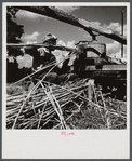 Feeding the sorghum cane into the mill to make syrup on property of Wes Chris, a tobacco farm of about 165 acres in a prosperous Black settlement near Carr, Orange County, North Carolina