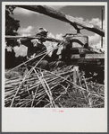 Feeding the sorghum cane into the mill to make syrup on property of Wes Chris, a tobacco farm of about 165 acres in a prosperous Black settlement near Carr, Orange County, North Carolina