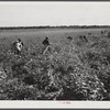 Cotton pickers on Mileston Plantation. Mississippi Delta, Mississippi