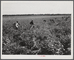 Cotton pickers on Mileston Plantation. Mississippi Delta, Mississippi