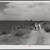 Black cotton pickers with bags of cotton on their backs, Mileston Plantation. Mississippi Delta, Mississippi
