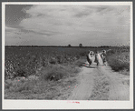 Black cotton pickers with bags of cotton on their backs, Mileston Plantation. Mississippi Delta, Mississippi