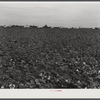 General landscape in Mississippi Delta. Cotton field in foreground and row of plantation houses in background, Mississippi