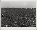 General landscape in Mississippi Delta. Cotton field in foreground and row of plantation houses in background, Mississippi