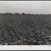 General landscape in Mississippi Delta. Cotton field in foreground and row of plantation houses in background, Mississippi